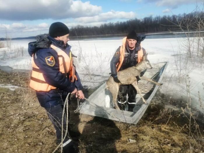 Источник фото: Ростовская областная поисково-спасательная служба во внутренних водах и территориальном море Российской Федерации