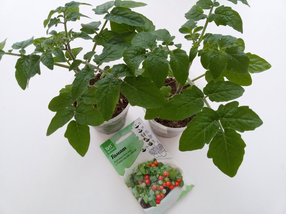 Сеем томаты на рассаду. Помидоры рассада которых похожа на редис. Посев томатов в марте 2024 года. Что сажают в марте на рассаду. Рассада томатов.