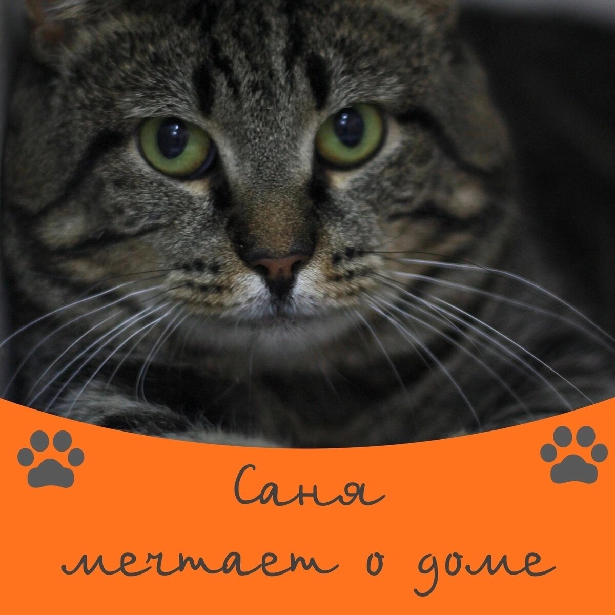 Кот Саня ищет дом 🐾🤩 | Приют 