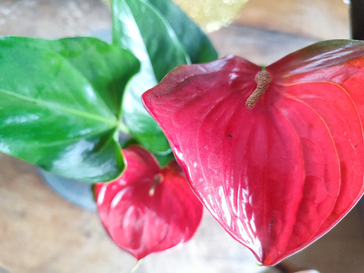 вот такой цветок у меня теперь поселился) 