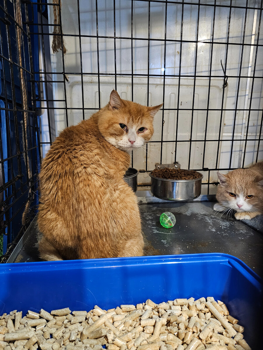 Фото автора. Котики дедушкины.