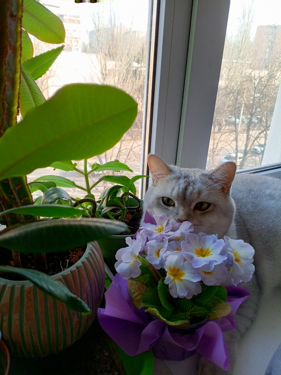 Коту тоже нравятся мои цветочки...