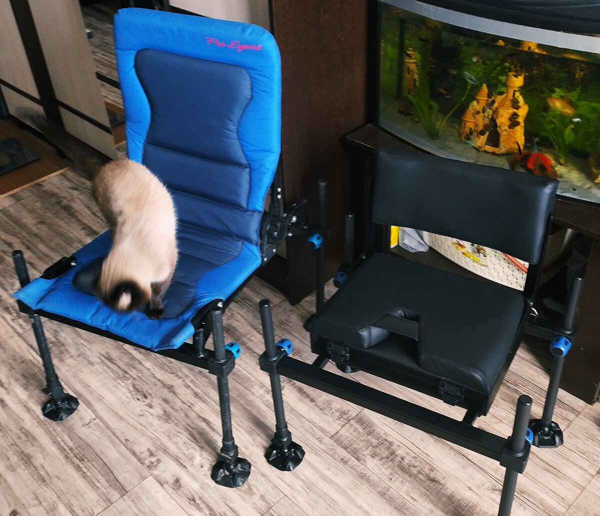 Коту по душе кресло)