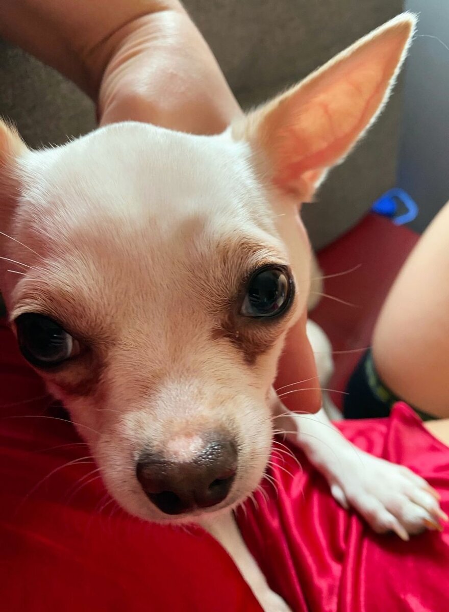 У собаки текут глаза, причины, лечение