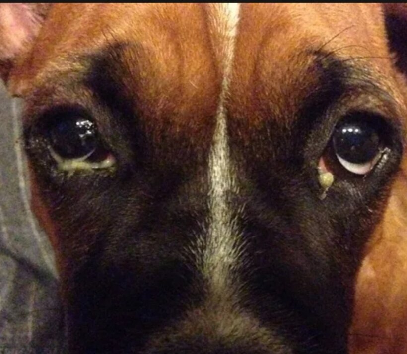 У щенка текут глазки. Глаза собаки. У щенка текут глазки. Гнойный конъюнктивит у собак. У щенка текут глазки.