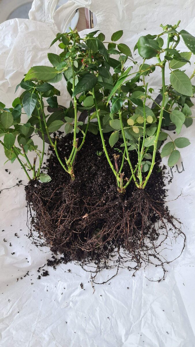 В 700 мл горшочке было 4 корня растений