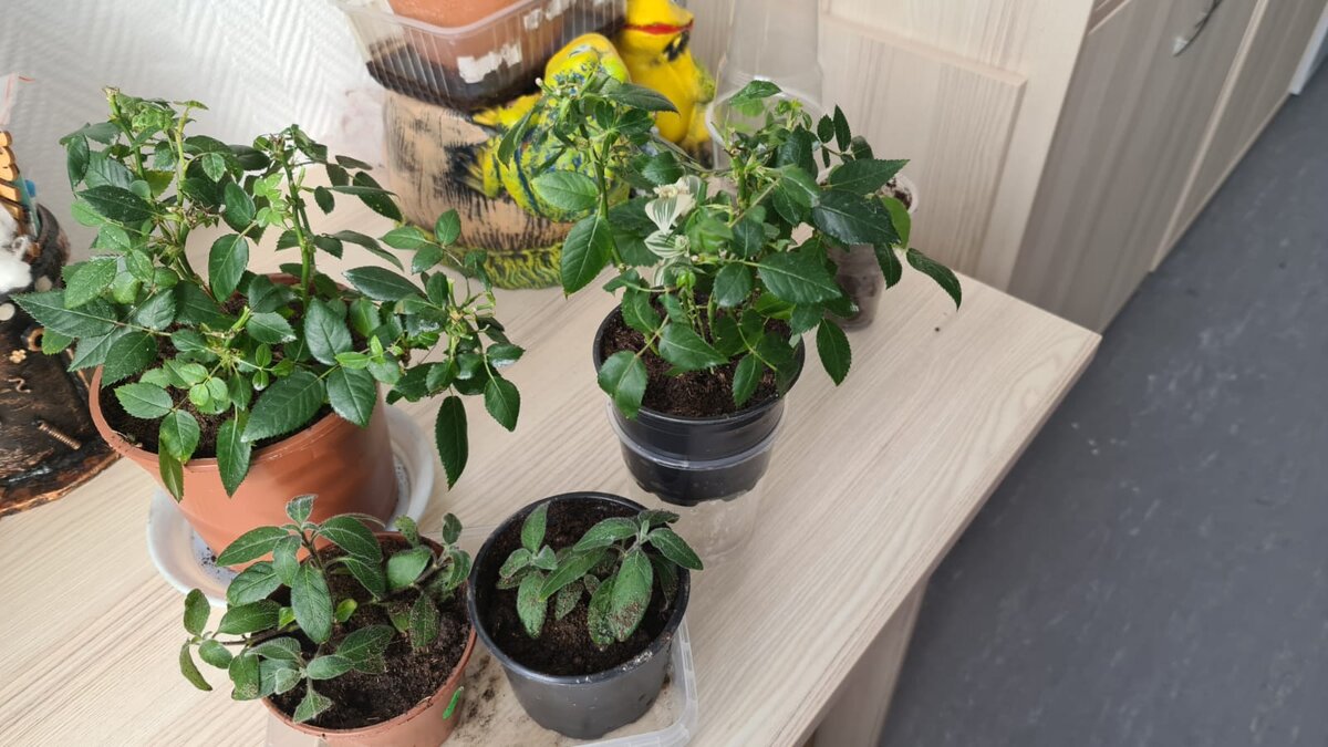 Был один горшочек с розами, а стало два