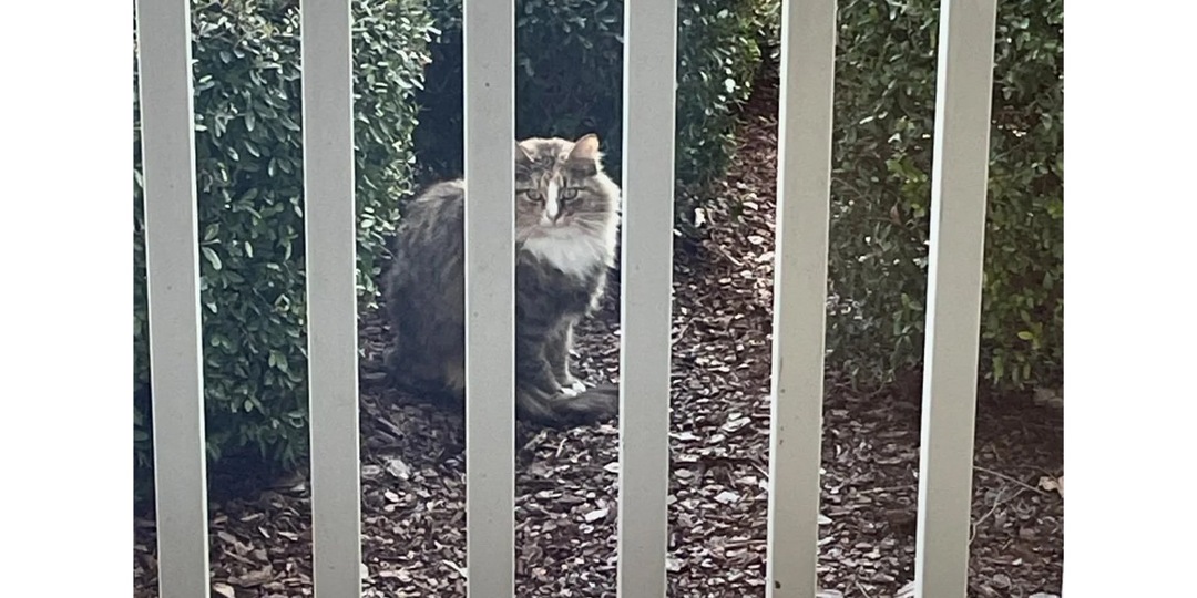 Кошка пришла к людям и попросила о помощи — она была не одна