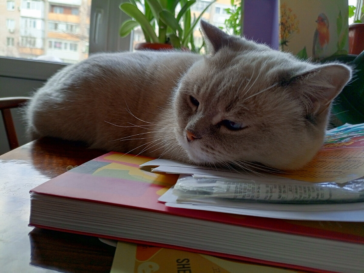 Я вот так же хочу спать...