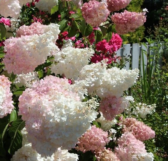 6 очаровательных сортов гортензии, которые украсят дачу и сад