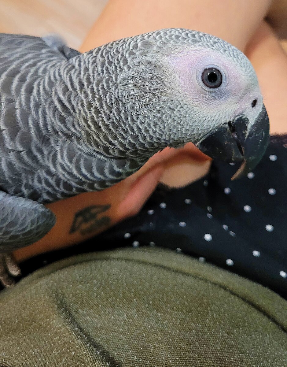 Джокер внимательно слушает)