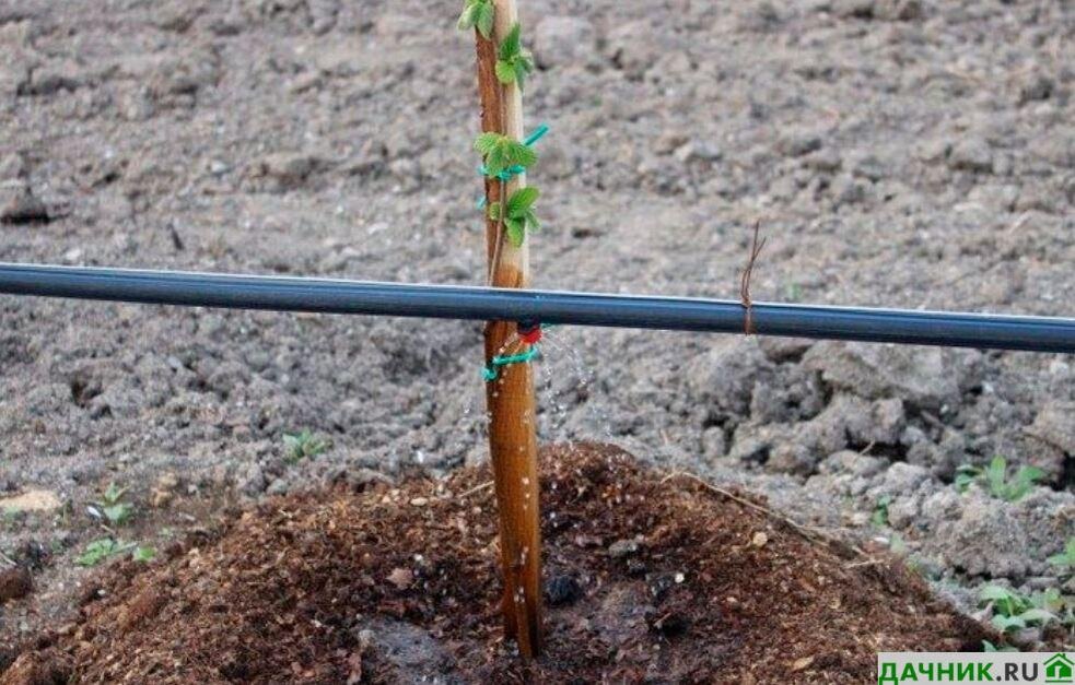 Размер посадочной ямы. Посадка фундука весной в открытый грунт саженцами. Посадка фундука весной в открытый грунт саженцами. Посадка фундука весной в открытый грунт саженцами. Фундук саженцы.