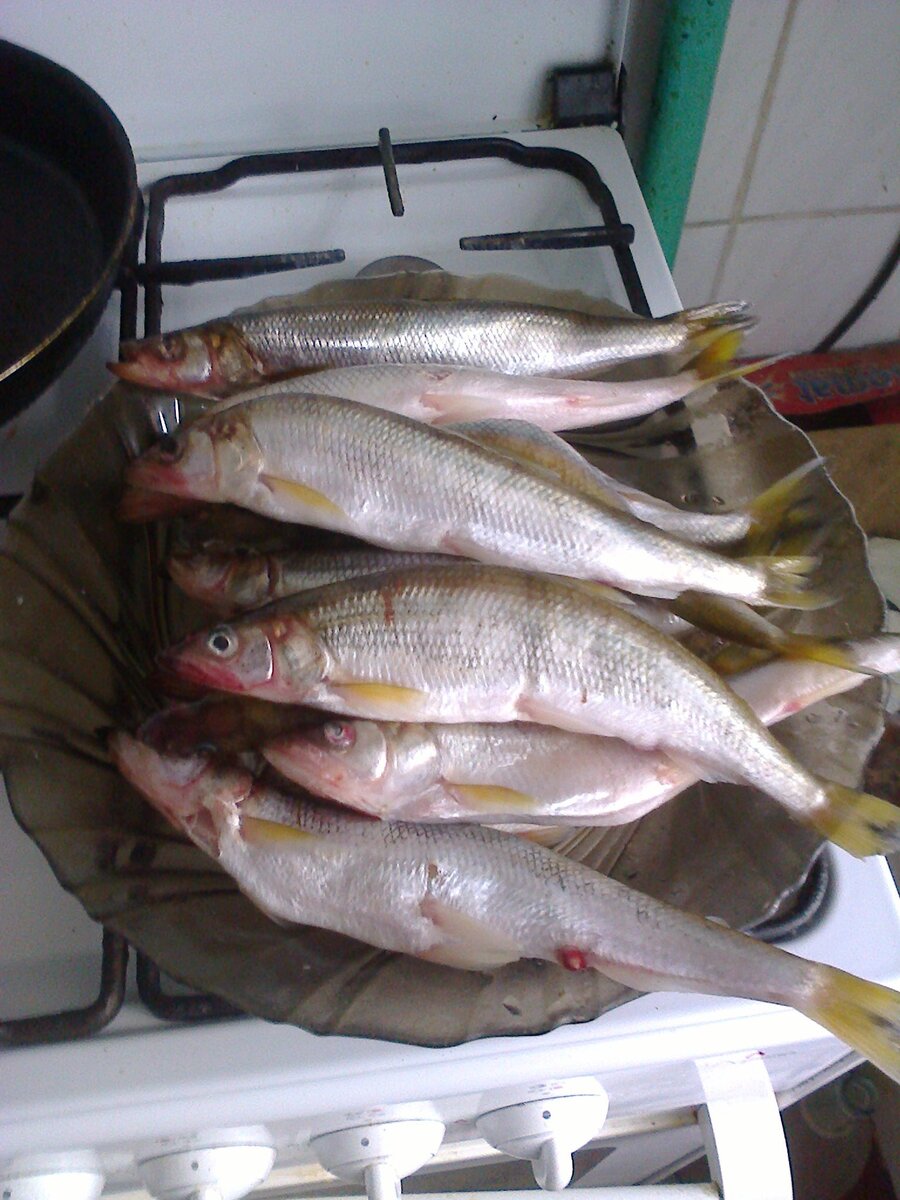 Фото автора. Корюшка, хоть и дальневосточная, но огурцами пахнет.