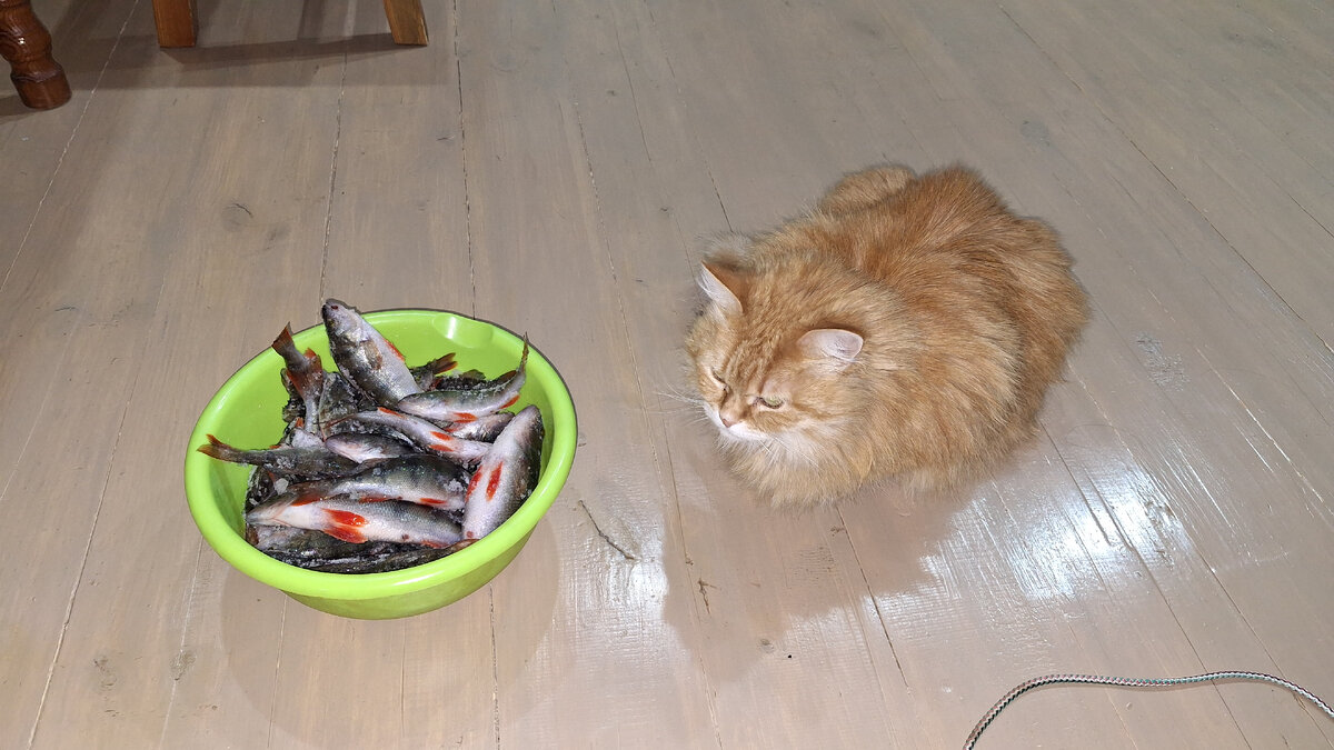 Фото автора. Шерстяная за свои 9 лет рыбу в первозданном виде наблюдает во второй раз.