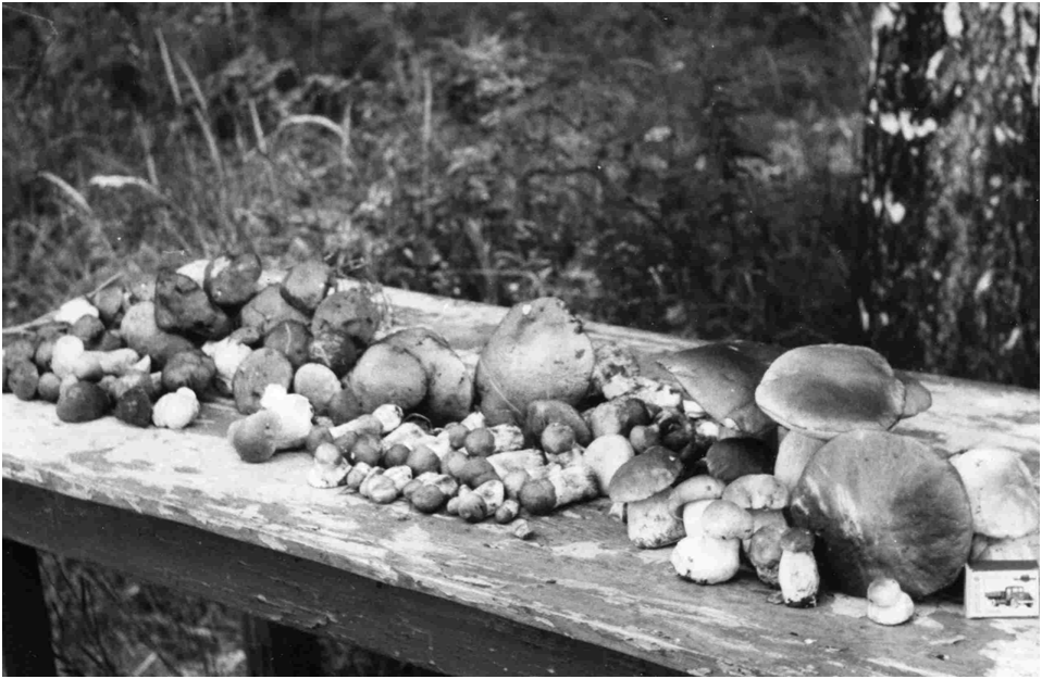 Грибы, но они собраны не близ реки Кунгурки, а близ уральского озера Балтым еще во времена черно-белой фотографии. Фото автора. 