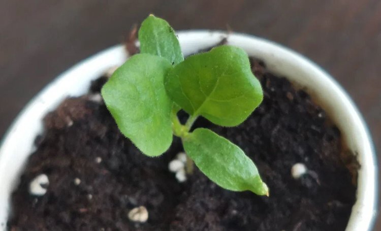    Почему у рассады баклажан скручиваются листья