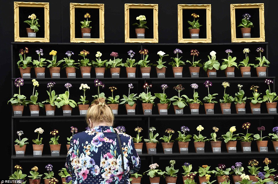 Театр примул на выставке в Челси https://www.dailymail.co.uk/news/article-3087059/So-beautiful-delightfully-dotty-British-MAX-HASTINGS-annual-treat-Chelsea-Flower-Show.html?ico=amp-comments-viewall