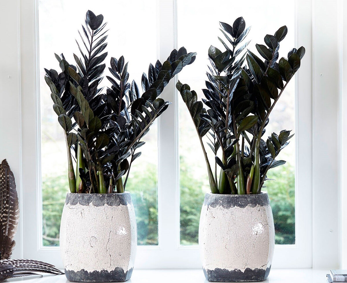 Замиокулькас Равен