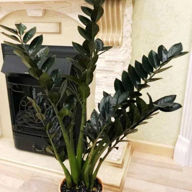 Замиокулькас Равен. Фото для примера.