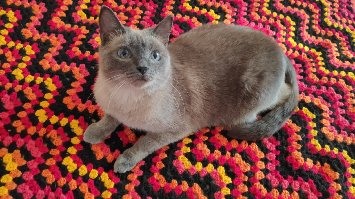 Это наша Сима, одна из трех наших питомиц.