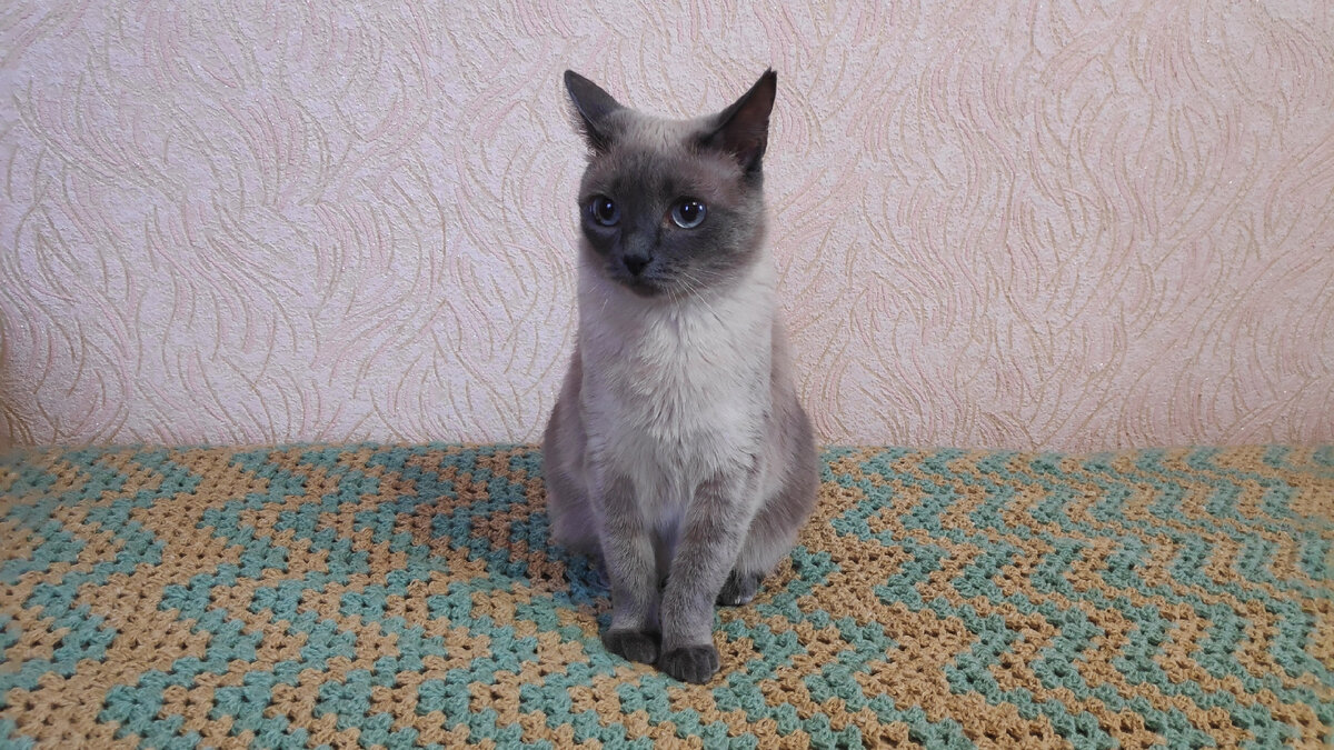 Снова Сима. Листайте галерею.
