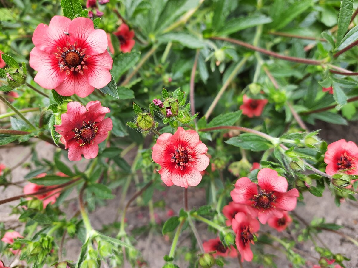 Лапчатка непальская. Все фотографии в статье мои