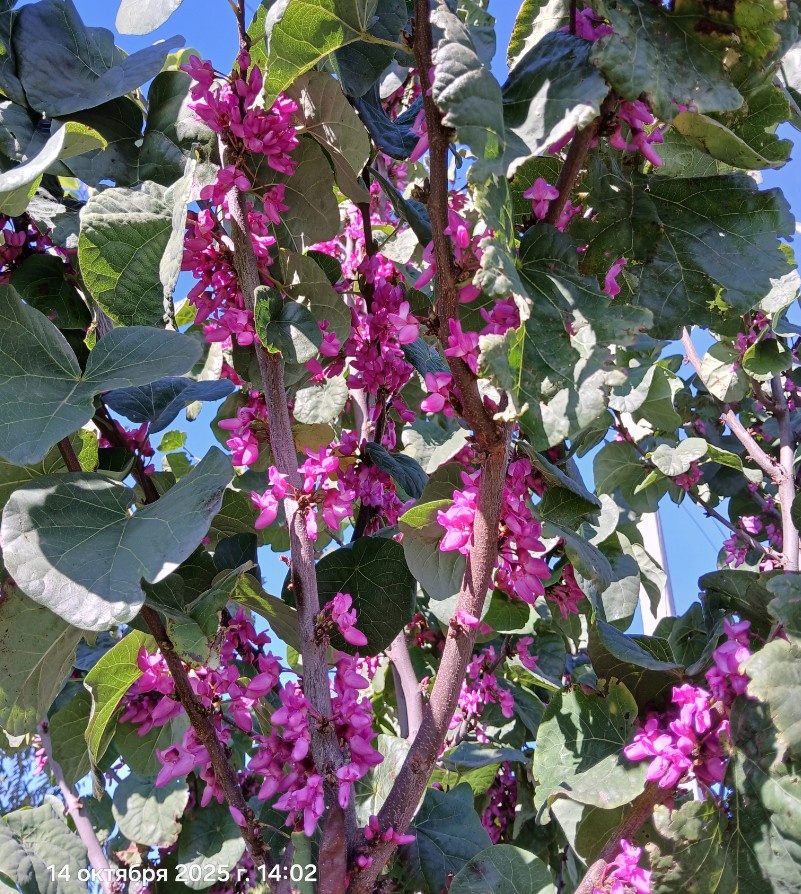 Октябрь. Вовсю цветёт мой личный церцис.