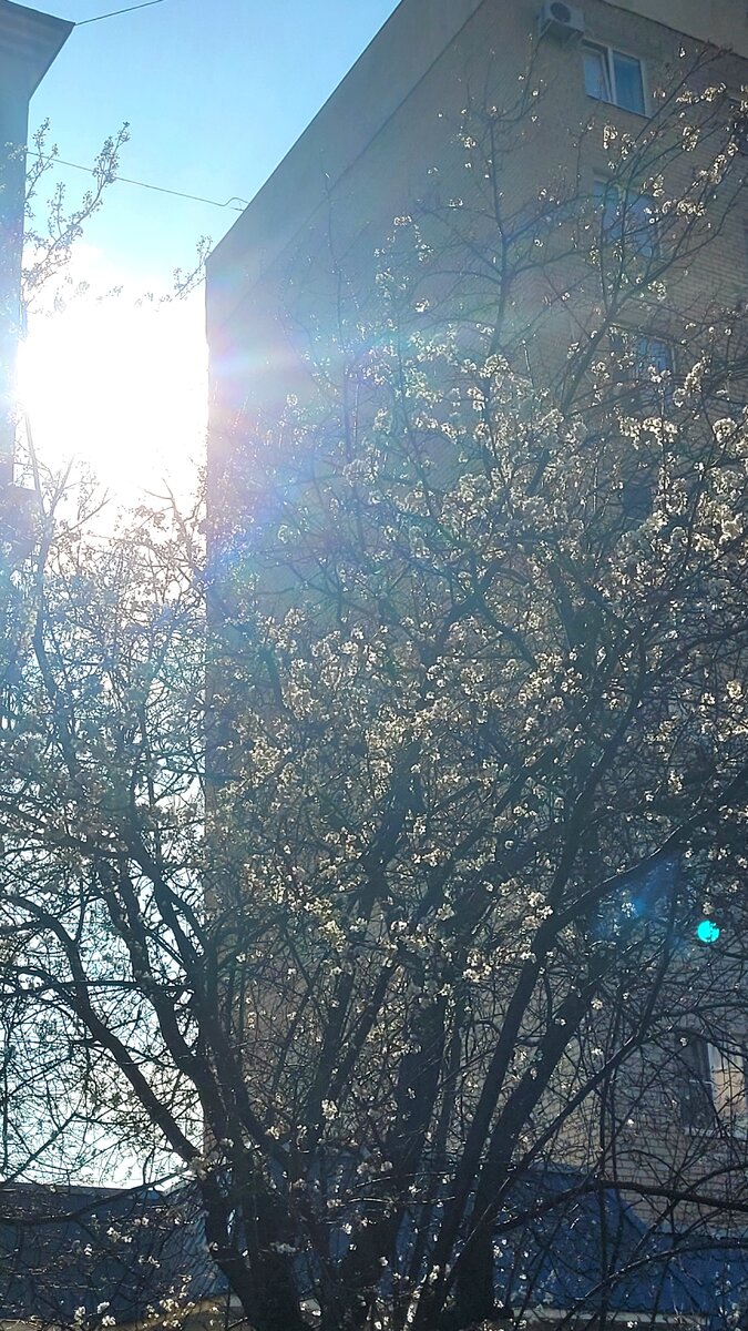 Все расцветает. Геленджик 2024