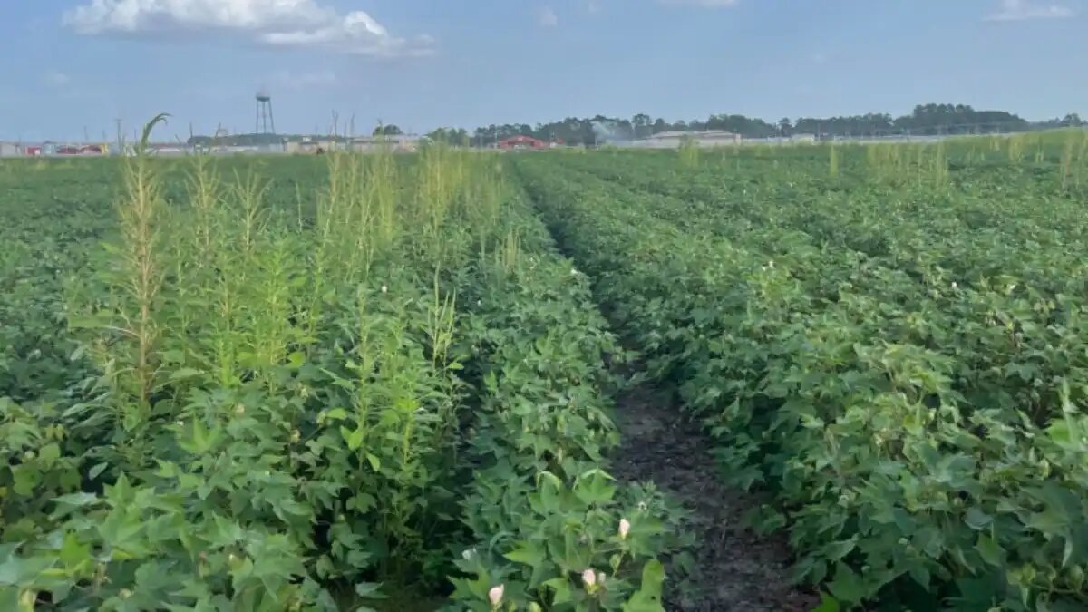 Фото:WeedOUT / Future Farming Суперсорняк достигает высоты нескольких метров и устойчив к применению традиционных гербицидов