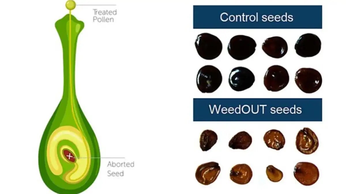 Фото:WeedOUT / Future Farming Запатентованная пыльца сорняков WeedOUT успешно конкурирует с природной пыльцой сорняков и оплодотворяет семяпочку, это приводит к образованию нежизнеспособных семян