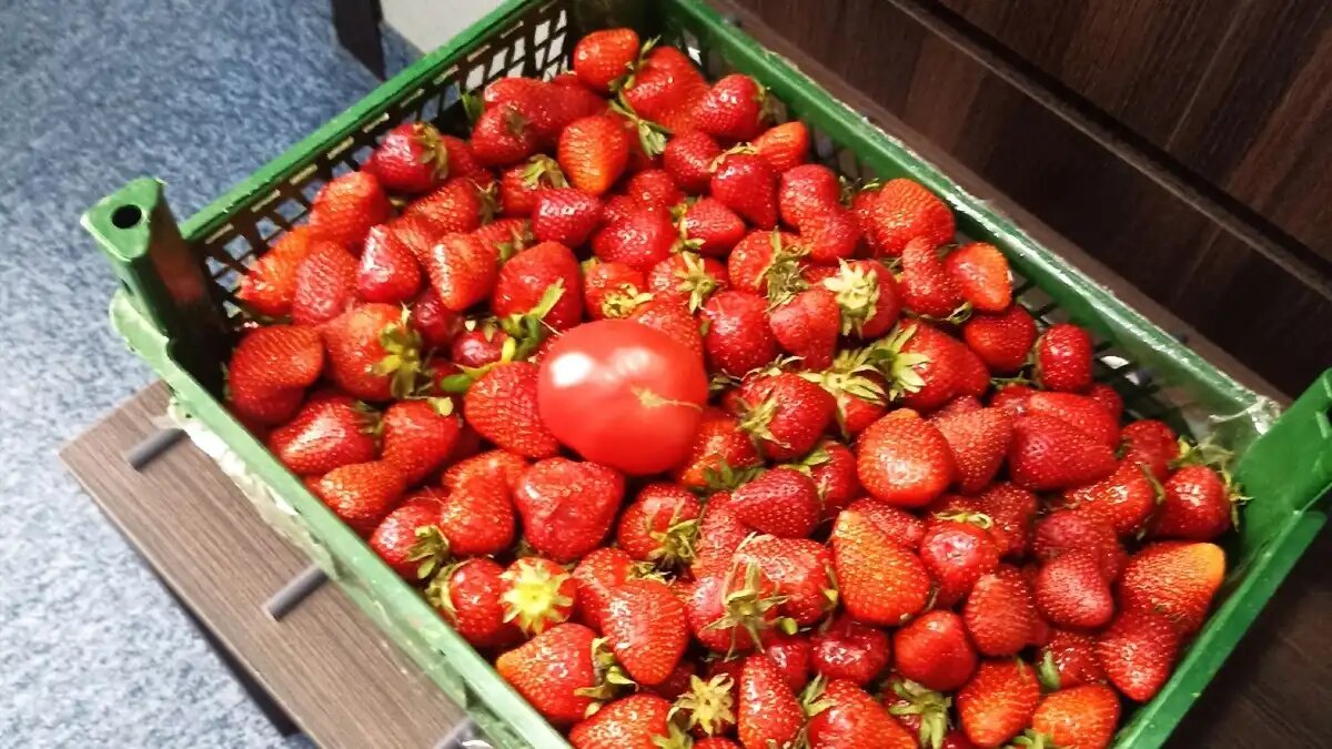 Фото:© Артем Борисов / Glavagronom.ru В астраханской исправительной колонии будут выращивать землянику садовую