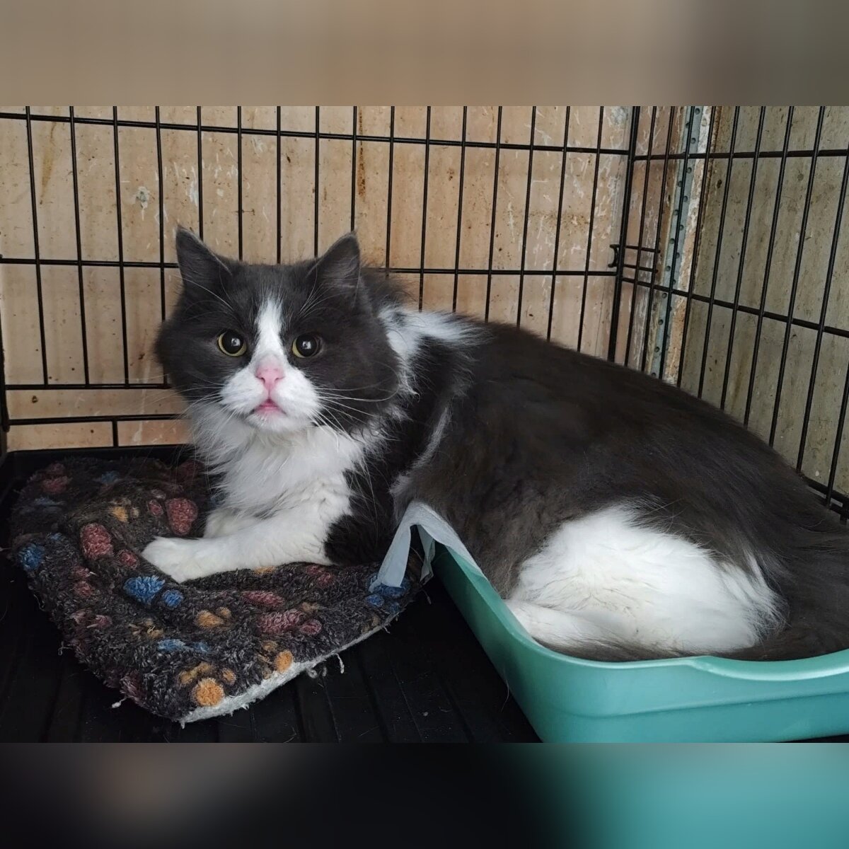 Приехал с домашней передержки. Роскошный котик.