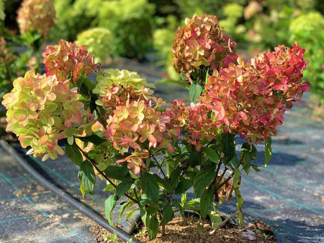 Гортензия метельчатая Мохито. Фото: питомник Лесково