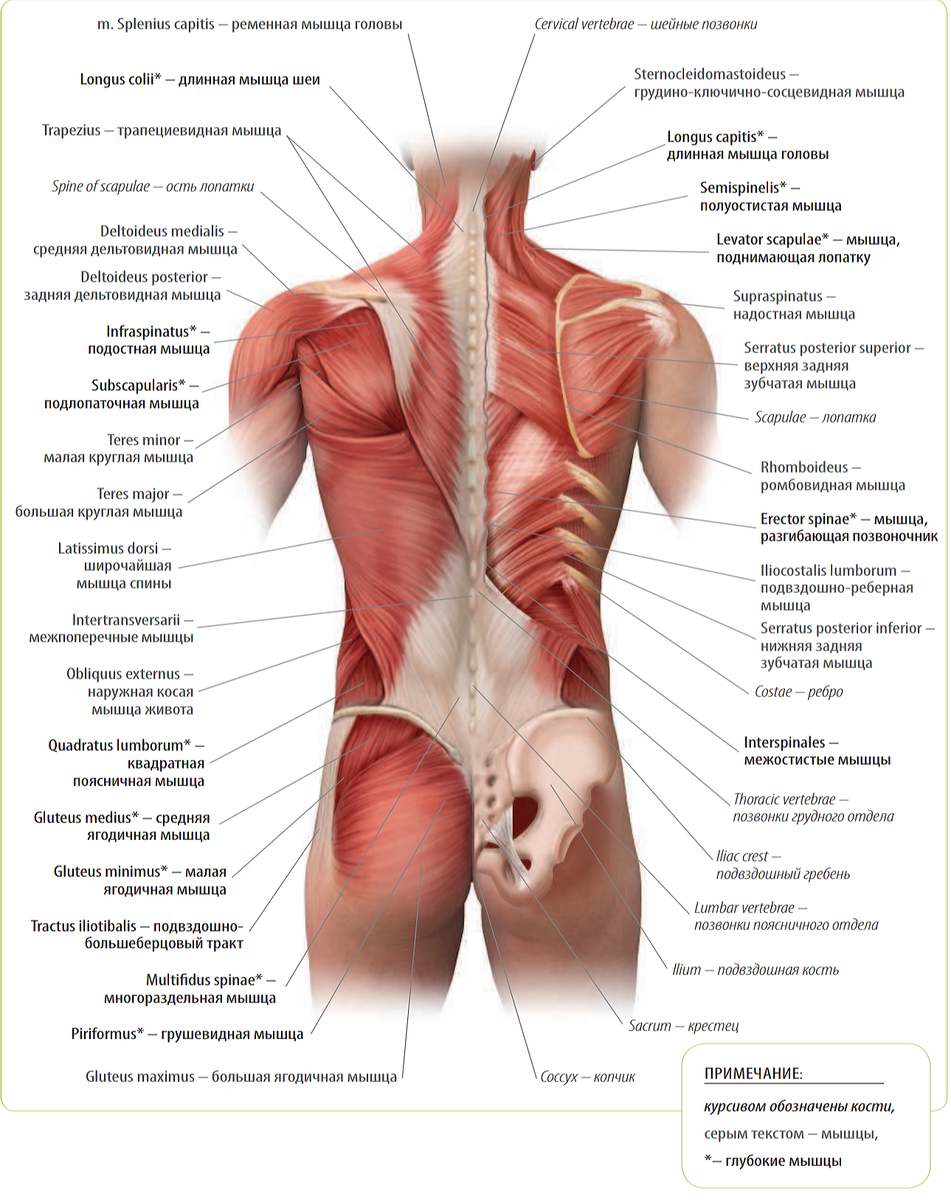 Фото мышц спины человека. Отделы спины человека анатомия.