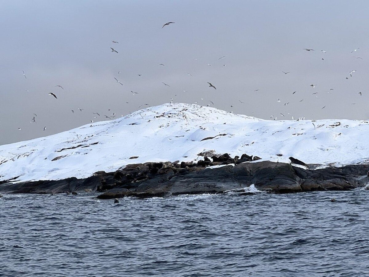 Тюлени на камнях