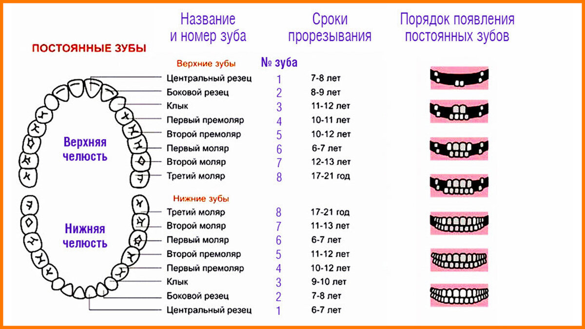 Во сколько лет меняются жевательные зубы