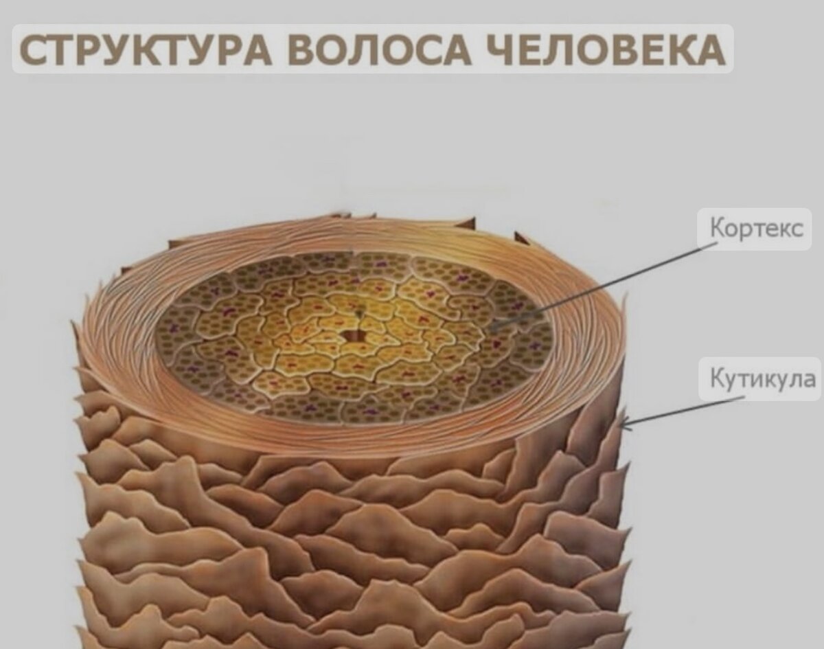 ИЗ ЧЕГО СОСТОИТ ТВОЙ ВОЛОС? | Анастасия Григорьева | Дзен