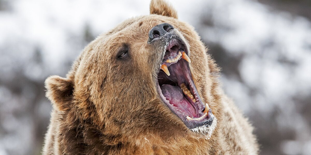 На прошлой неделе товарищ по ватсапу прислал информацию, полученную от своих друзей из Сибири, как медведь напал в лесу на мужика, а тот оказался бывшим десантником и сумел справиться с этим медведем одним ножом. Прилагались фотки убитого медведя и полученных этим десантником ран. Зрелище весьма колоритное и не для слабонервных. Вчера с этим товарищем поехали за грибами.
— А если медведя встретим (это в нашей-то густонаселенной Средней полосе), что делать будем?
— Объясним, говорю, что у нас мирные намерения, и спокойно разойдемся.
На крайний случай, смеюсь, видишь, я в тельняшке (намекая на ранее упомянутого десантника) и нож у меня огромный "казацкий".
— А ружье не взял?
— За грибами ходят без ружья!
Сегодня утром получаю от этого товарища несколько видеороликов двухдневной давности, на которых медведь дерет корову на опушке леса в присутствии людей, которые кричат на него, пытаются отогнать от израненной коровы (снимая это на камеру). Он на их крики и сигналы автомашины реагирует как-то вяло.
В комментариях указано, что действие происходит у нас в республике в Р…м районе около деревни Николаевки…
Комментарий товарища:
— Это там, где мы с тобой вчера в последний раз в лес заходили.