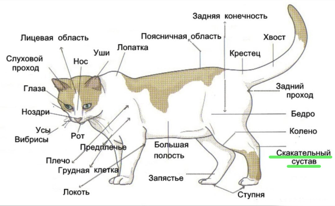 3 кошачьи повадки. Что означают? (Осторожно! Неприлично милые фото)