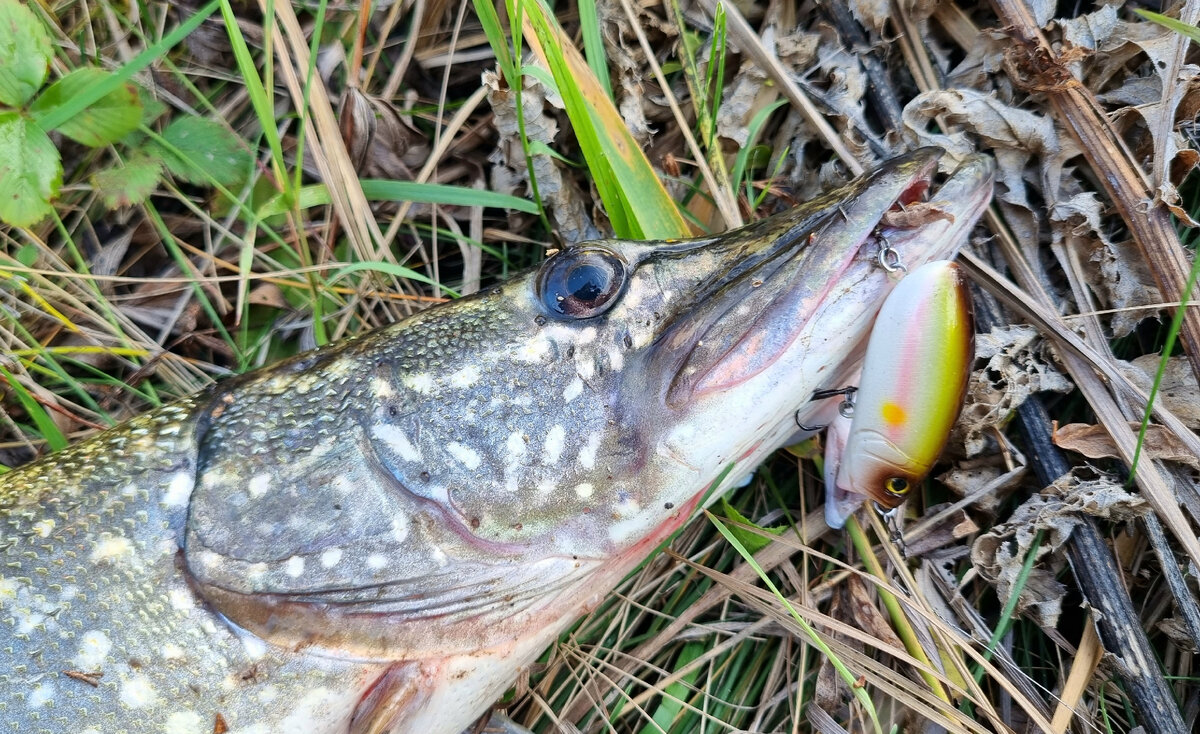 Поведение воблеров при проводке. Роллинг, воблинг и галсы!🎣 | Рыбацкая  душа | Дзен