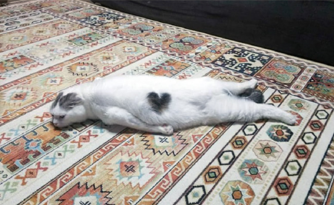 Котики дня -29