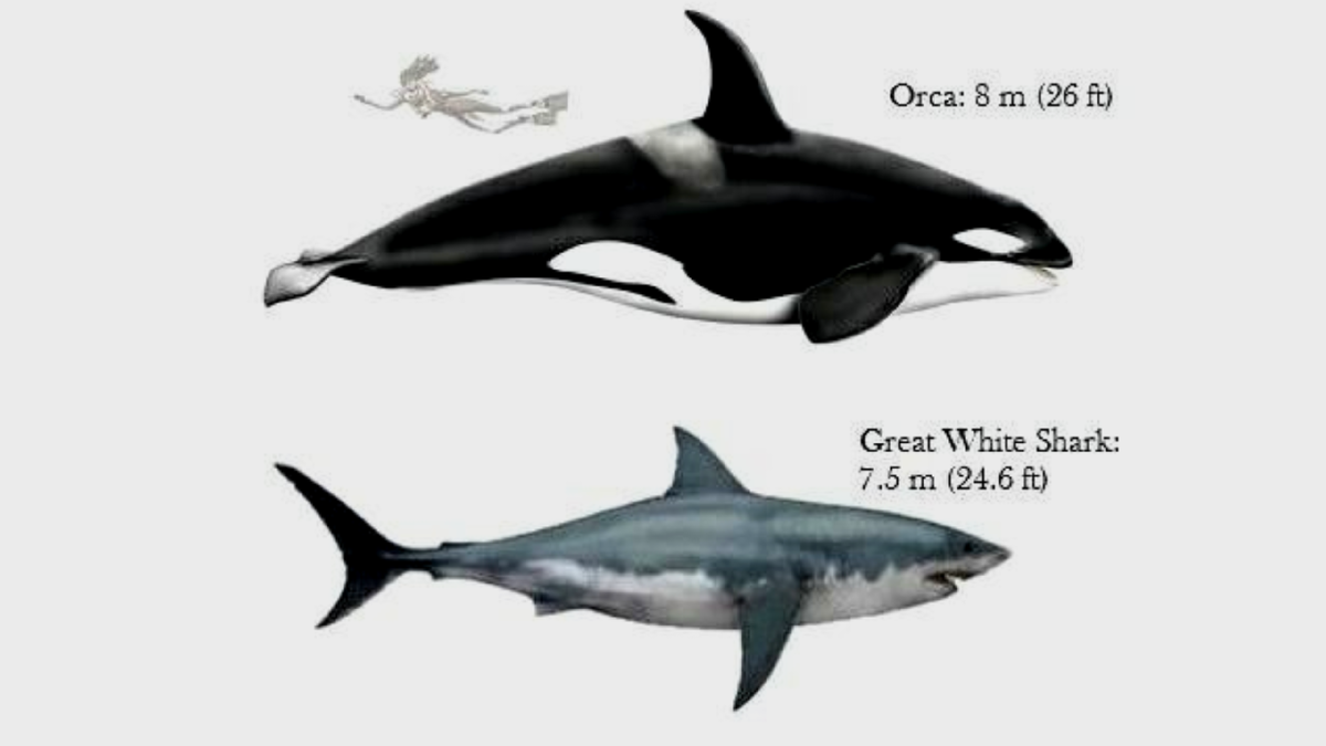 Касатка по сравнению с белой акулой. Касатка эволюция. Orca vs white shark. Размер касатки и акулы. Касатка.