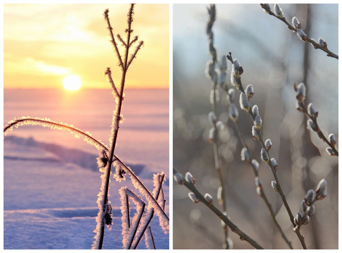 2. Ветки-ветки. Белое-белое. Но какое разное.