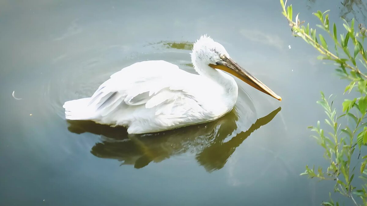     В Приморском крае заметили огромного журавля из Японии. Местные жители увидели птицу прямо в собственном огороде.