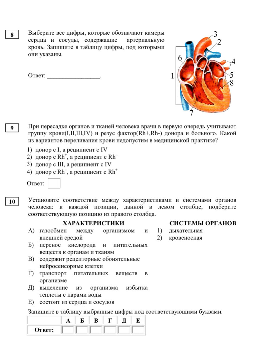 Биология 6 класс рабочая тетрадь ответы