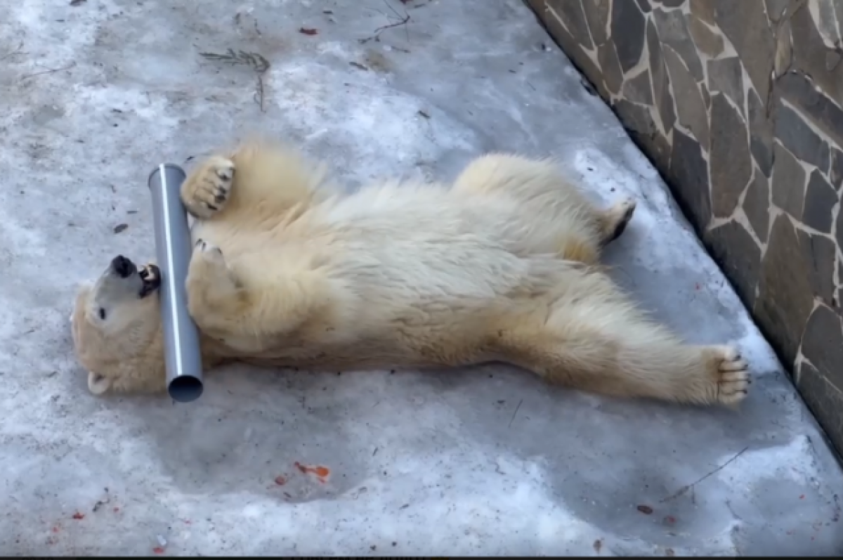    Игры белой медведицы Хаарчааны с трубой показали в Ленинградском зоопарке