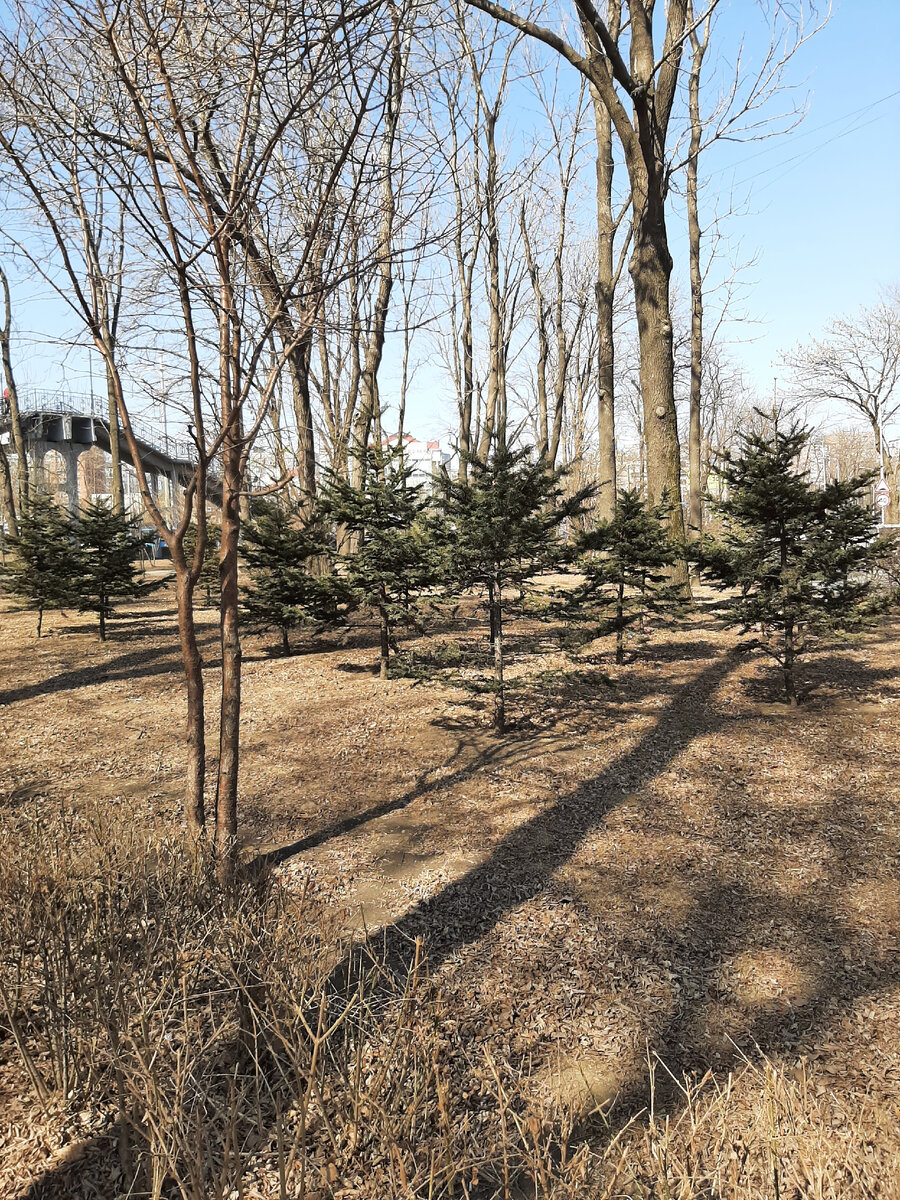 елки в сквере хорошенькие, но пыльные очень.