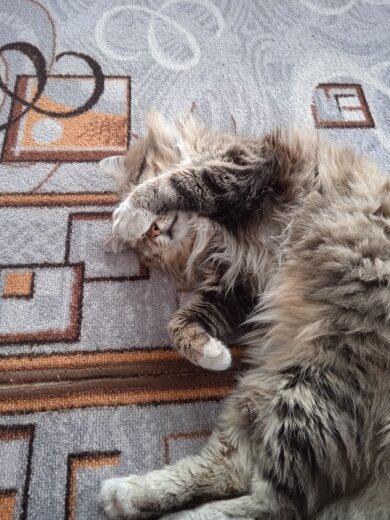 Барсик спрятался)