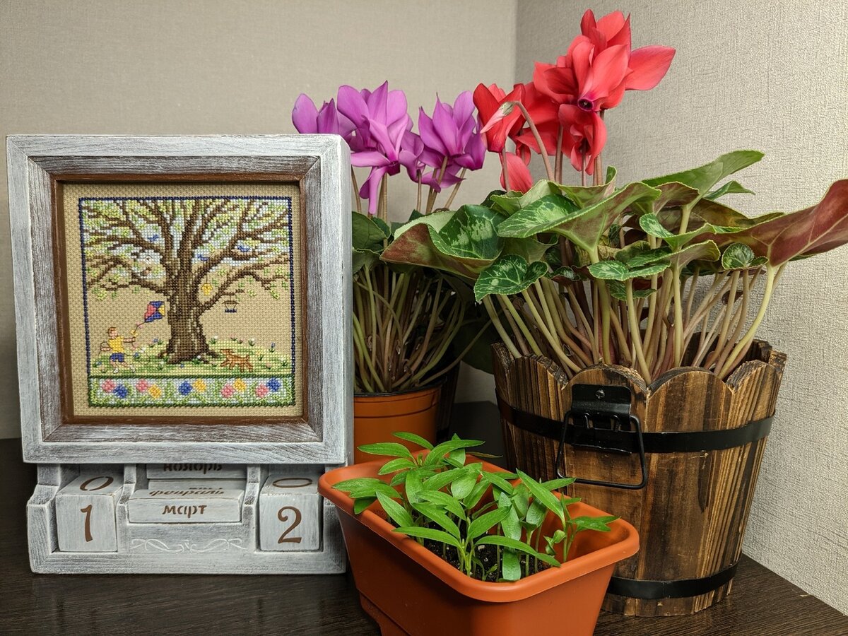 Бодрые всходы перца из магазинного овоща