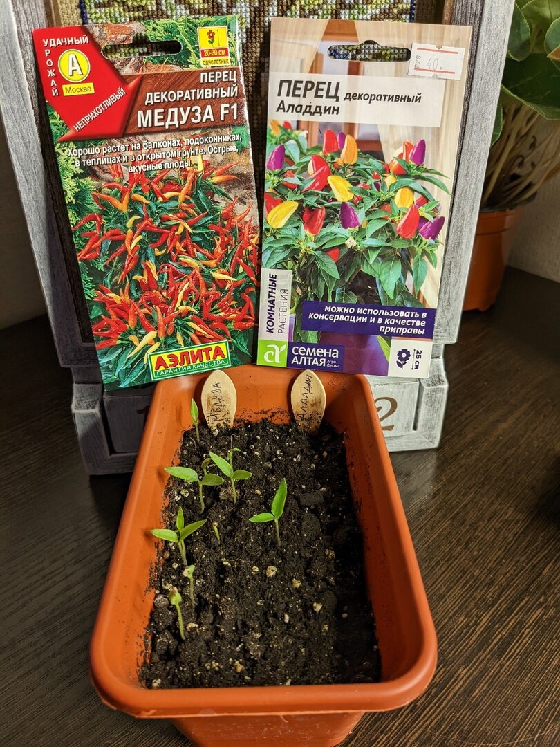 Алладин - расти один!